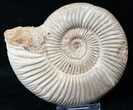 Perisphinctes Ammonite - Jurassic #16533-1
